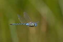 David Plant Photography - Wildlife Photography - Southern migrant hawker - B